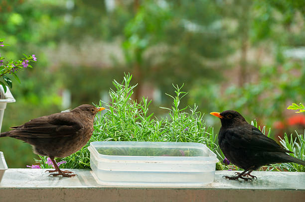 a female blackbird sits at a bathtube in warm evening. She is the boss and her husband must wait. If he tries to go to the bath, she attacks him. More of this series in my portfolio.