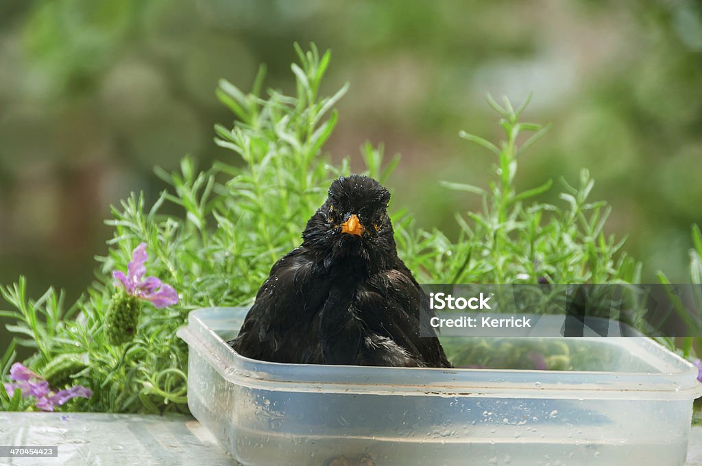 fat blackbird sitzt im Wasser - Lizenzfrei Einzelnes Tier Stock-Foto