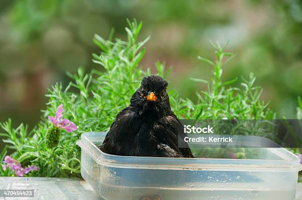 Fat Blackbird Sitzt Im Wasser Stockfoto und mehr Bilder von Einzelnes Tier - Einzelnes Tier, Entspannung, Feder