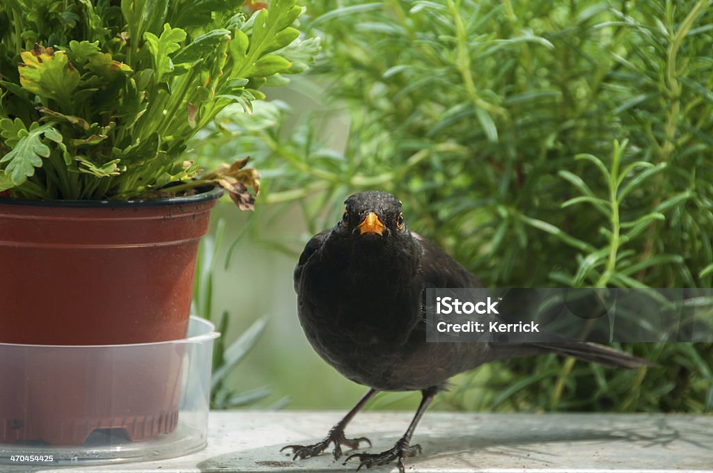 Was ist? blackbird sitzt im Wasser - Lizenzfrei Badewanne Stock-Foto