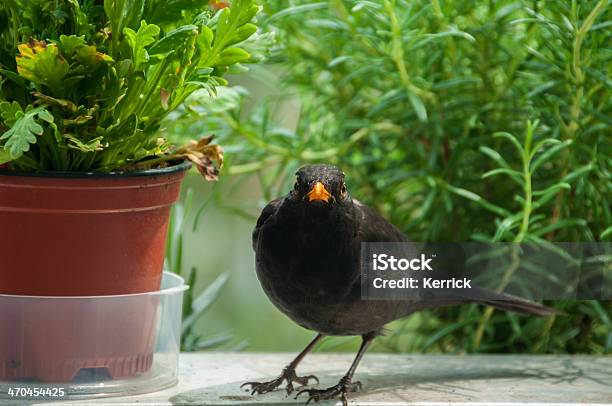 Was Ist Blackbird Sitzt Im Wasser Stockfoto und mehr Bilder von Badewanne - Badewanne, Balkon, Blume