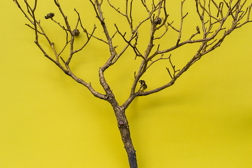 Photo of the tree on yellow background