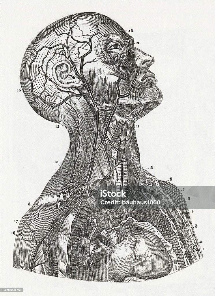 Sistema vascolare incisione - Illustrazione stock royalty-free di Anatomia umana