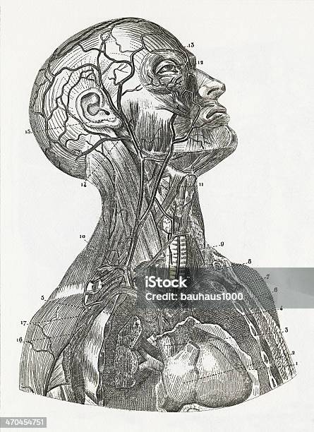 Sistema Vascolare Incisione - Immagini vettoriali stock e altre immagini di Anatomia umana - Anatomia umana, Arteria umana, Biologia