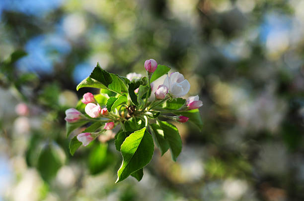 istock Flowering branch with shallow focus 470454916