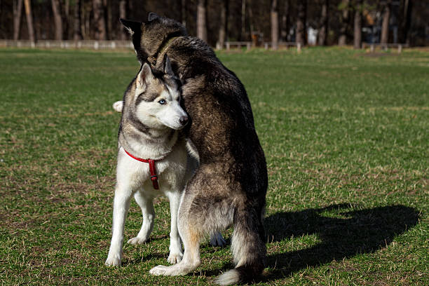 istock Dogs are playing on the lawn. 470455500