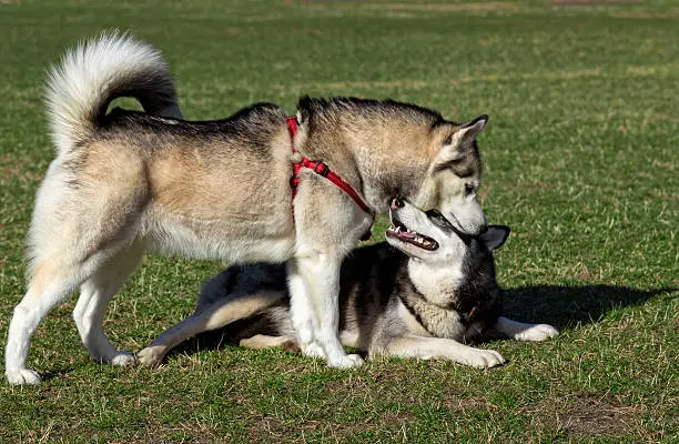 Siberian Husky is sniffing another dog. Black Siberian Husky obediently lying on his stomach.