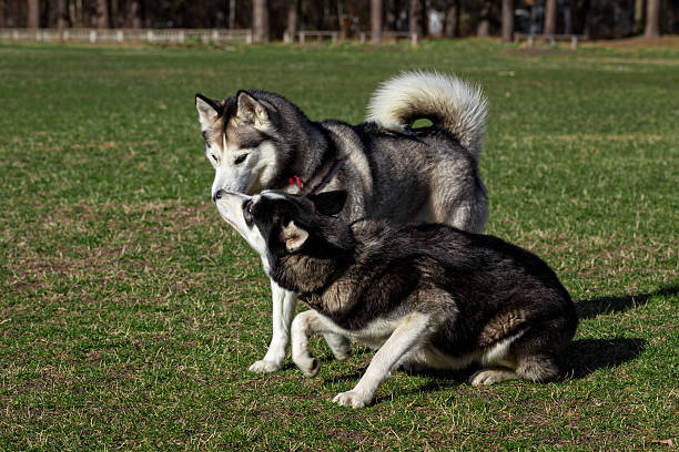 istock Two Siberian Husky are sniffing each other. 470455506