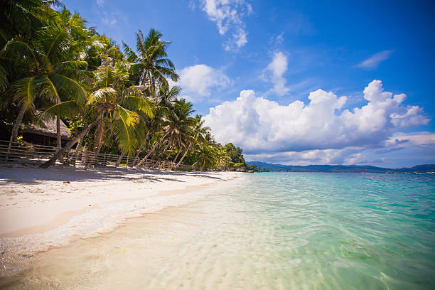 istock Desert island with palm tree on the beach 470455849