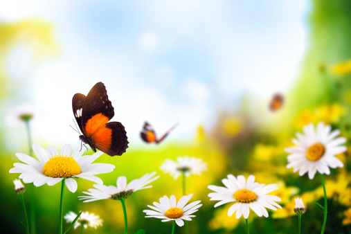 Daisy Meadow con mariposas photo