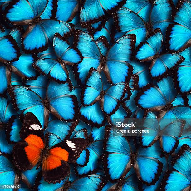 Butterfly Background Stock Photo - Download Image Now - Butterfly - Insect, Orange Color, Turquoise Colored