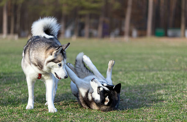 istock Two Siberian Husky frolic on the lawn. 470458004