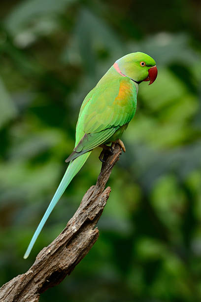 male Alexandrine Parakeet (Psittacula eupatria) beautiful male Alexandrine Parakeet (Psittacula eupatria) in Thai forest male alexandrine parakeet (psittacula eupatria) stock pictures, royalty-free photos & images