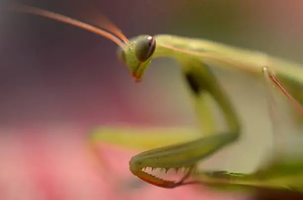 Macro photography of a praying-mantis (soft focus)