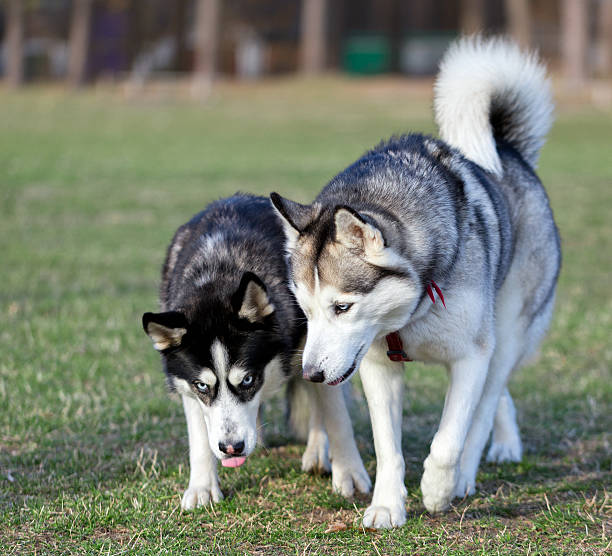 istock Two Siberian Husky is strolling next to each other. 470460914