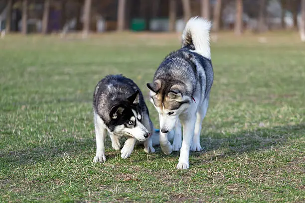 Photo of Two Siberian Husky is strolling next to each other.