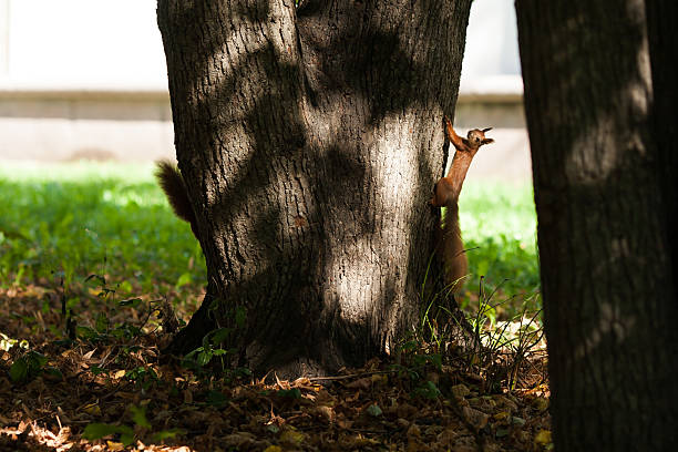 Two squirrels on the tree stock photo