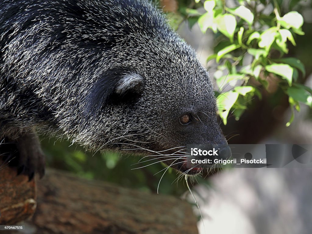 binturong binturong close up against foliage Animal Stock Photo