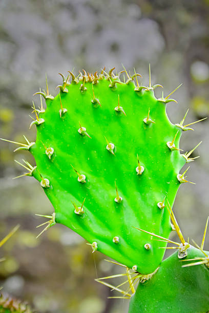 istock Ears Cactus, Opuntia microdasys, India 470470428