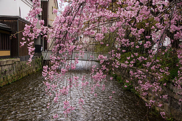 istock Weeping Cherry Tree over Gion Shirakawa River, Kyoto 470471010