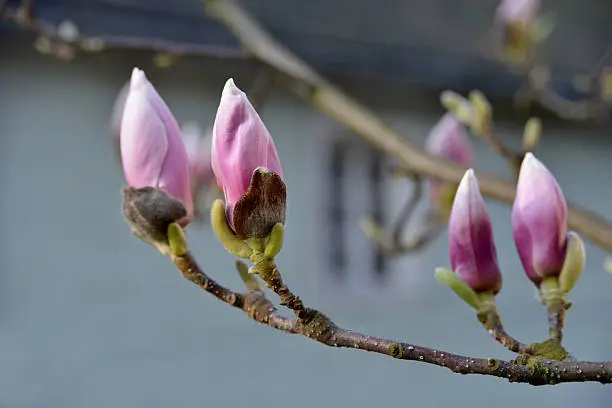 Several magnolia flower-buds are situated against the blur background. Magnolia flowers are pink.