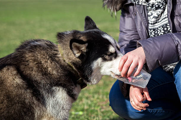 istock Siberian Husky thirst quencher. 470474192