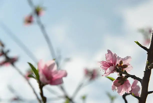 Peach-tree with pink blossoms and blue sky background