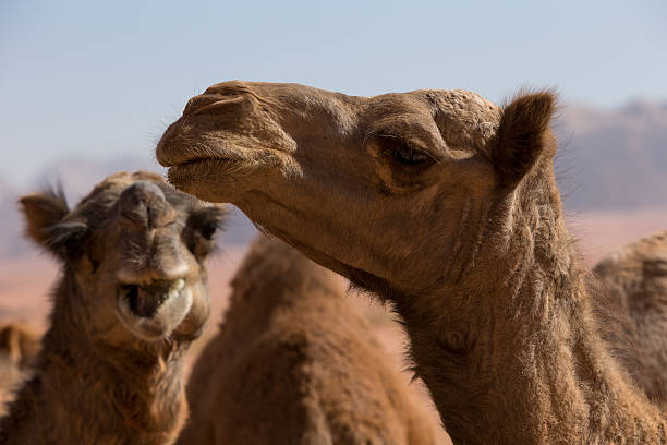 istock Portrait of Camels 470478945