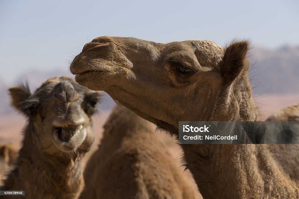 Retrato de Camels - Royalty-free Animal Foto de stock