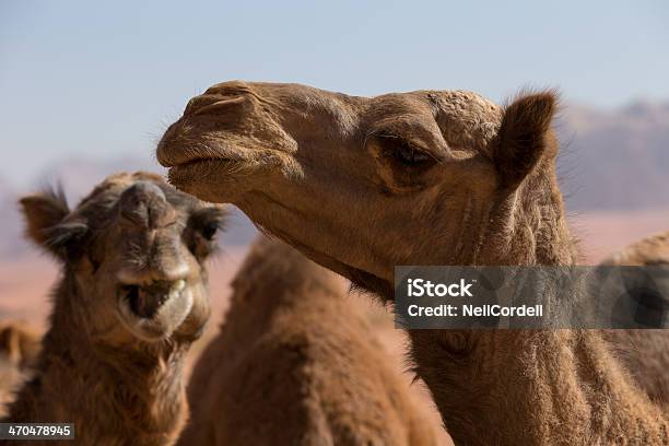 Retrato De Camels - Fotografias de stock e mais imagens de Animal - Animal, Deserto, Fotografia - Imagem