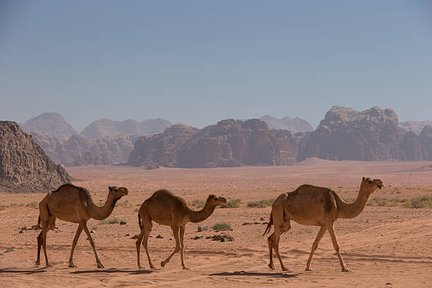 istock Three Camels crossing the desert 470478957