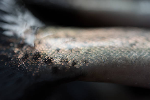 fish skin