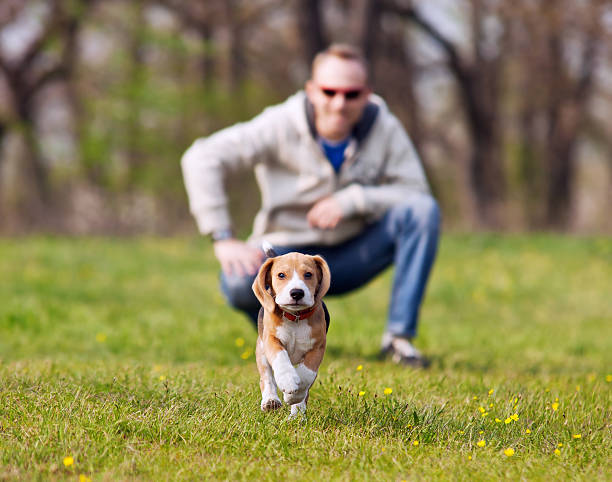istock Running beagle puppy on the walk 470479557