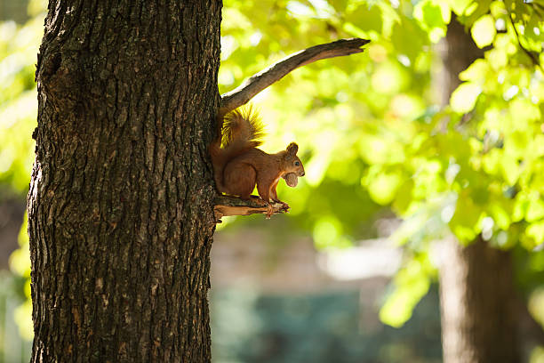 Squirrel on the tree stock photo