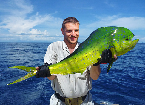 Deep sea fishing. fisherman holding a massive dolphin fish