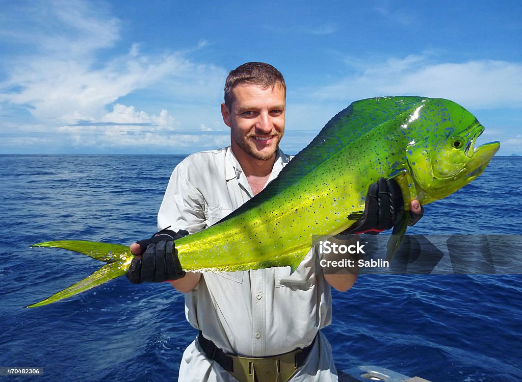 Sea fishing. Big game fishing. catch of fish Deep sea fishing. fisherman holding a massive dolphin fish Fish Stock Photo