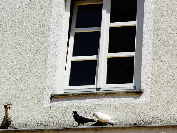 istock two pigeons in front of a window 470490538