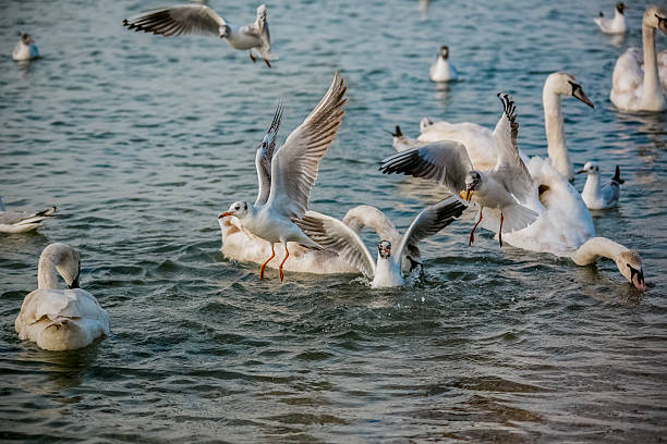 istock Birds of the sea 470490680