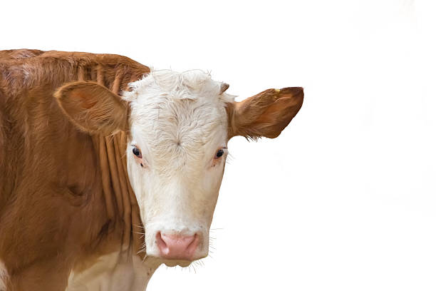 istock Calf young bull isolated on white 470492135