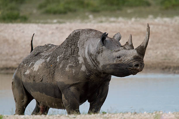 istock Spitzmaulnashorn,  Diceros bicornis,  Hook-Lipped Rhinocerus 470492635