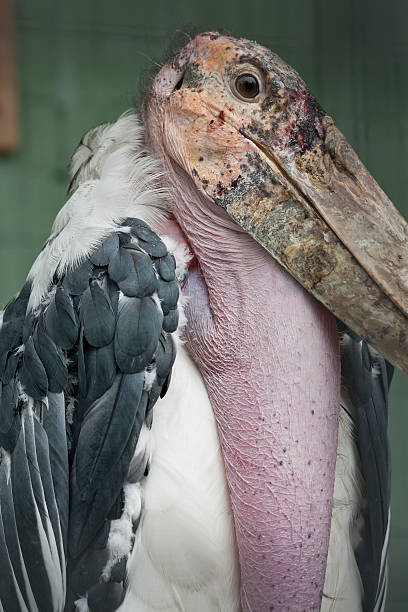 marabou stork stock photo