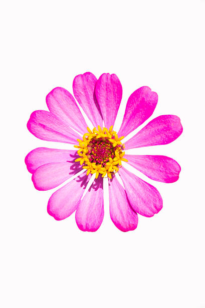 istock Pink Zinnia flower 470493046