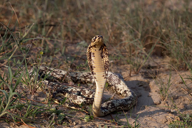 istock Cape Cobra, Naja nivea, Cape cobra 470493157