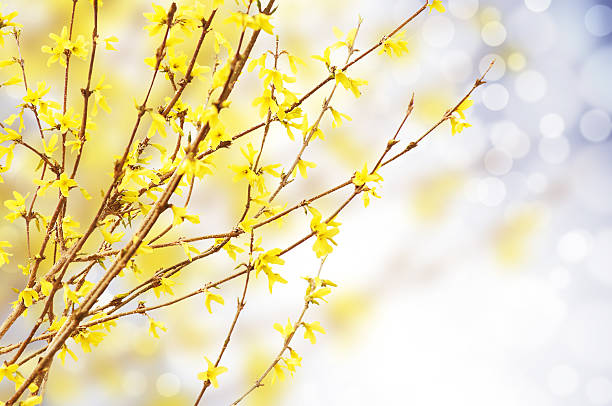 istock Spring bright yellow of blooming forsythia bokeh 470493723