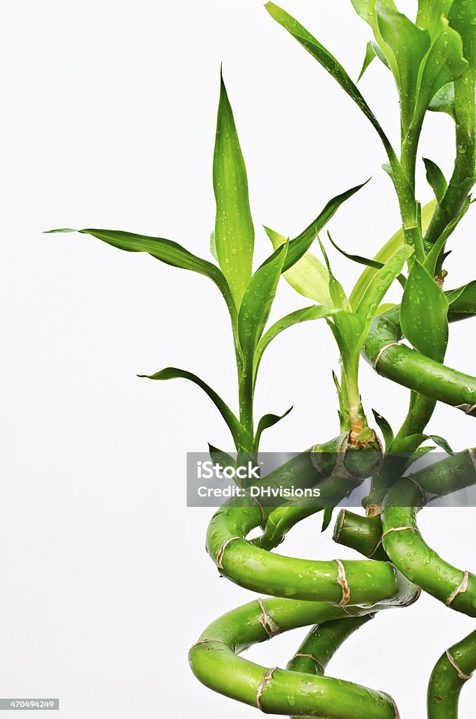 Lucky Bamboo close up Dracaena Lucky Bamboo close up Bamboo - Plant Stock Photo