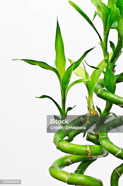 Lucky Bamboo Close Up Stock Photo - Download Image Now - Bamboo - Plant, Bamboo Shoot, Cold Drink