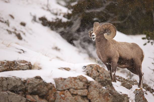 istock Bighorn Ram in Snowstorm 470494915