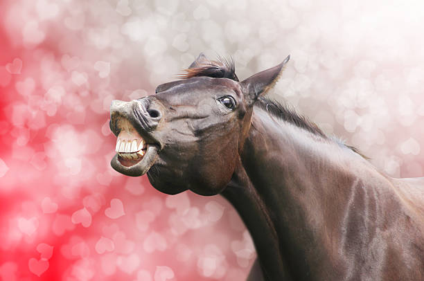 Horse laugh on heart holiday valentine background stock photo