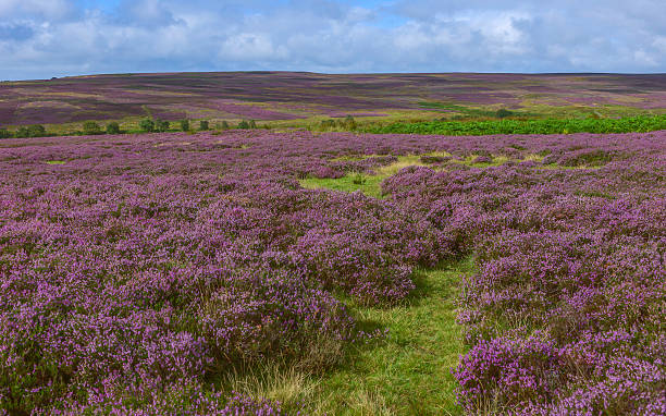 istock Heather in bloom over the North York Moors, Yorkshire, UK. 470495626
