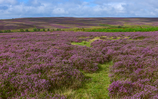 Goathland, Yorkshire, UK. Heather in bloom over the North York Moors National Park on a fine summer day near the village of Goathland, Yorkshire, UK.